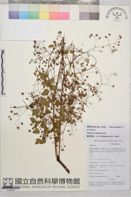 多葉唐松草藏品圖，第1張