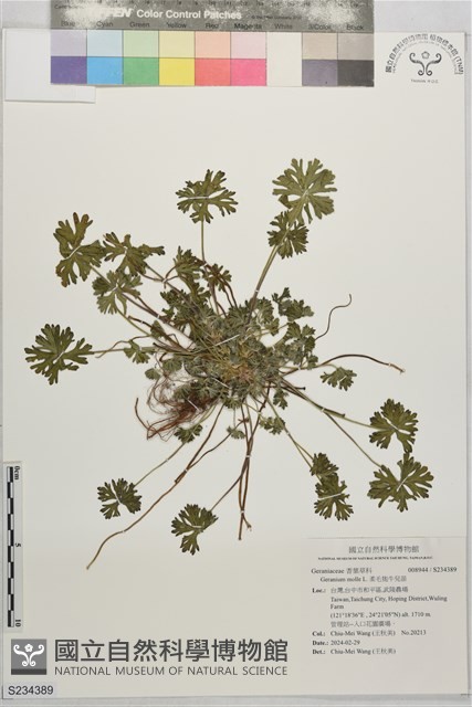 柔毛牻牛兒苗藏品圖，第1張