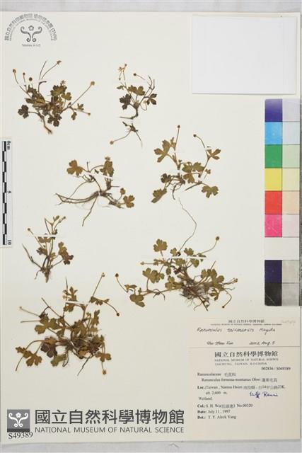 鹿場毛茛藏品圖，第1張