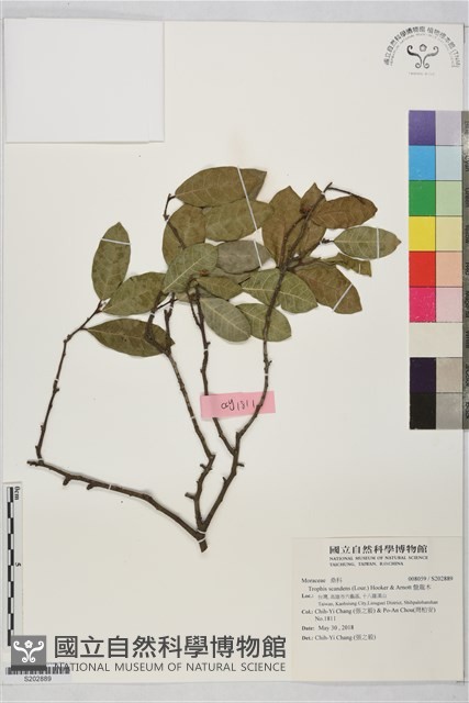 盤龍木藏品圖，第1張