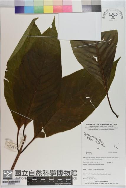 登錄號:S200889藏品圖，第1張