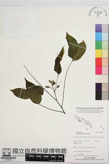 印度紫檀、青龍木藏品圖，第1張