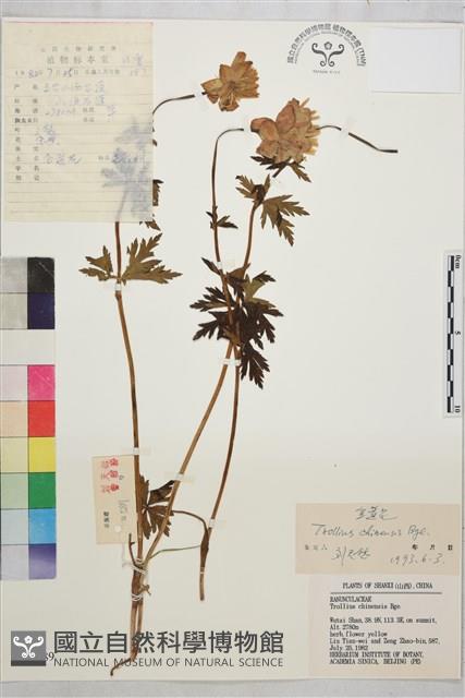 金蓮花藏品圖，第1張