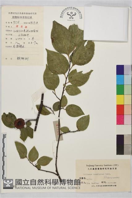 銅錢樹藏品圖，第1張