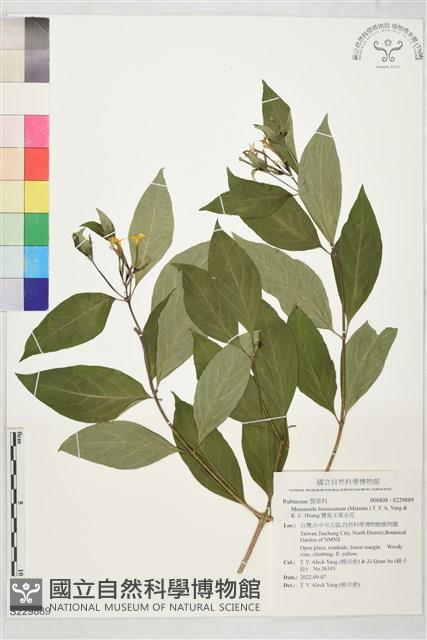 寶島玉葉金花藏品圖，第1張
