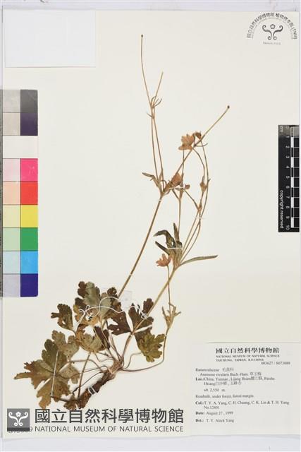 草玉梅藏品圖，第1張