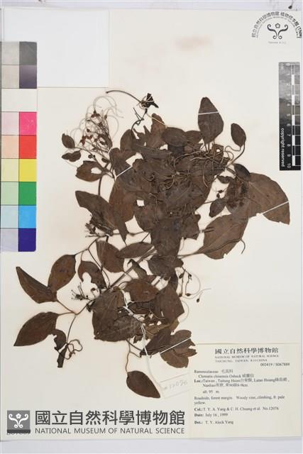 威靈仙藏品圖，第1張