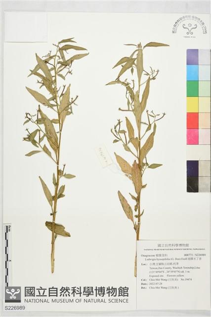 細葉水丁香藏品圖，第1張