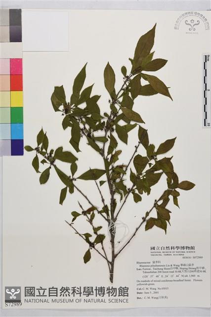 畢祿山鼠李藏品圖，第1張