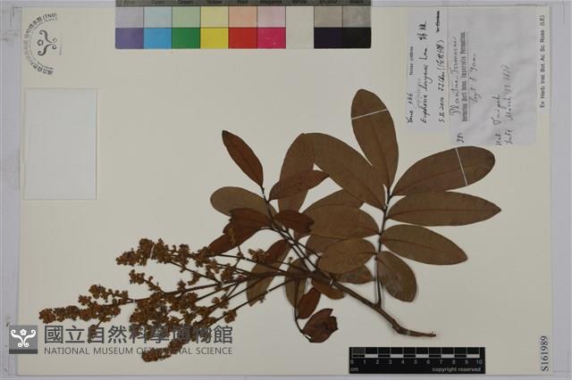 龍眼藏品圖，第1張