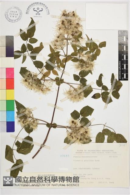 梨山小蓑衣藤藏品圖，第1張