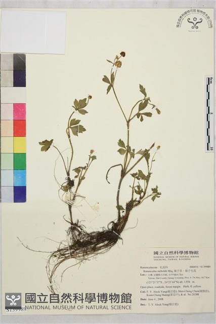 辣子草、揚子毛茛藏品圖，第1張