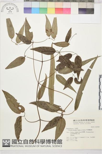 柱果鐵線蓮藏品圖，第2張