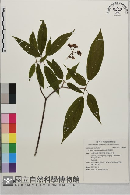 燈臺樹藏品圖，第1張