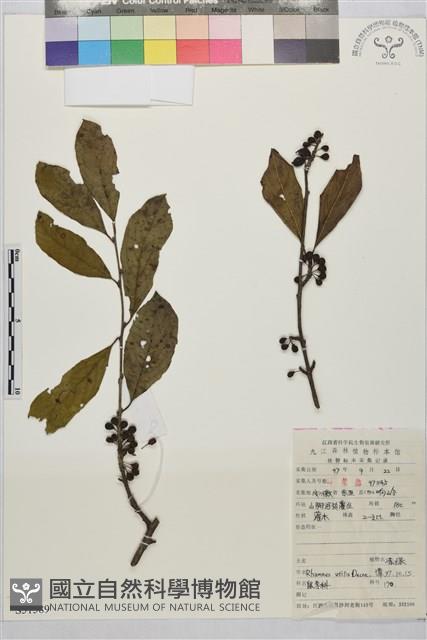 凍綠藏品圖，第1張