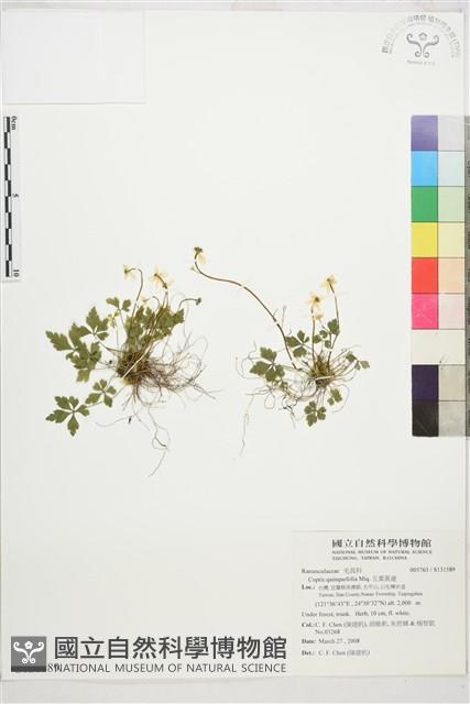 五葉黃連藏品圖，第1張