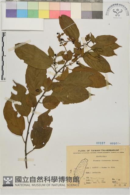 桶鉤藤藏品圖，第1張