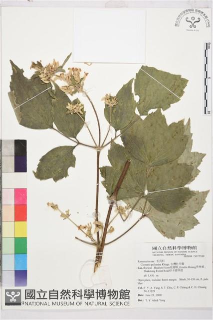 台灣牡丹藤、台灣草牡丹藏品圖，第2張