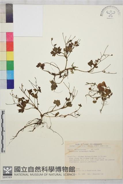 鹿場毛茛藏品圖，第1張