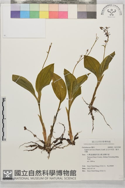 紅花羊耳蒜、脈羊耳蘭藏品圖，第1張