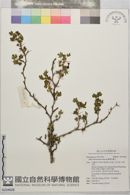 臺灣茶藨子藏品圖，第1張