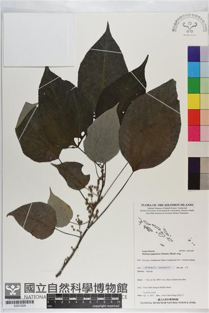 野桐藏品圖，第1張