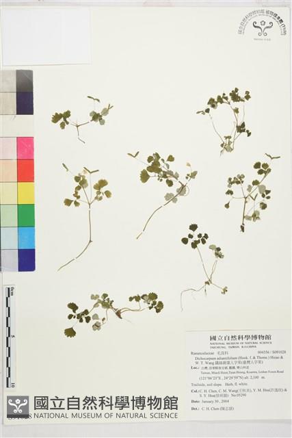 鐵線蕨葉人字果、臺灣人字果藏品圖，第1張