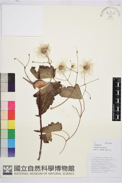 合柄鐵線蓮藏品圖，第1張