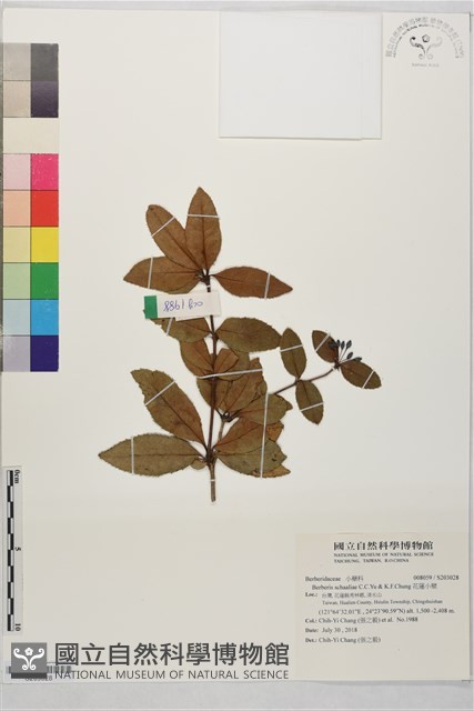 花蓮小檗藏品圖，第1張