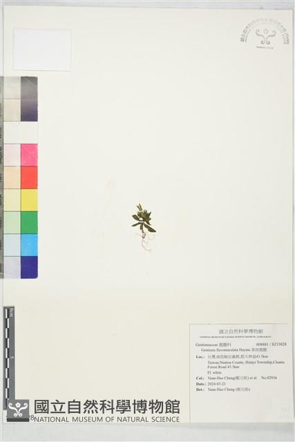 黃斑龍膽藏品圖，第1張