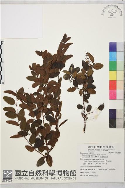 光枝勾兒茶藏品圖，第1張