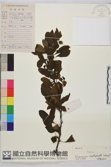 薄葉鼠李藏品圖，第1張