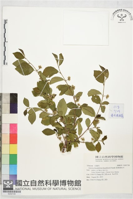 菱葉捕魚木藏品圖，第1張