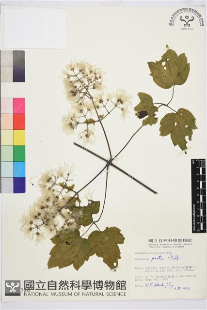 串鼻龍藏品圖，第1張