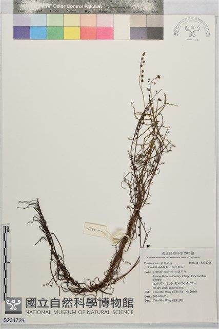 長葉茅膏菜藏品圖，第1張