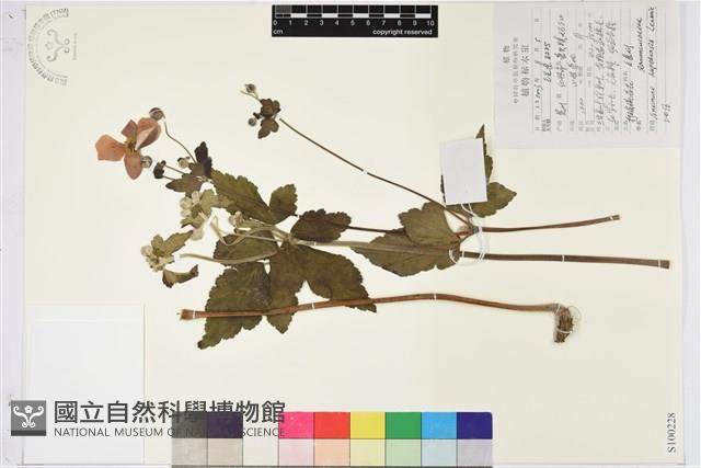 打破碗花花藏品圖，第1張