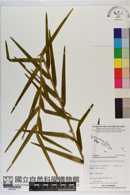 雙花石斛藏品圖，第1張