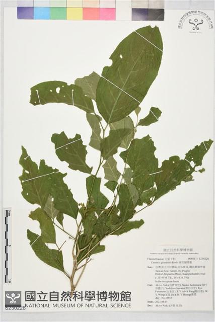 球花腳骨脆藏品圖，第1張