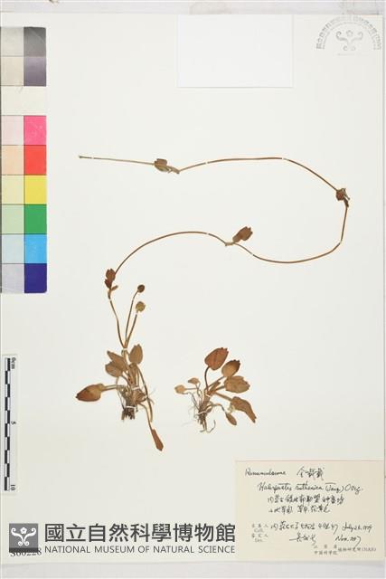 長葉鹼毛茛藏品圖，第1張