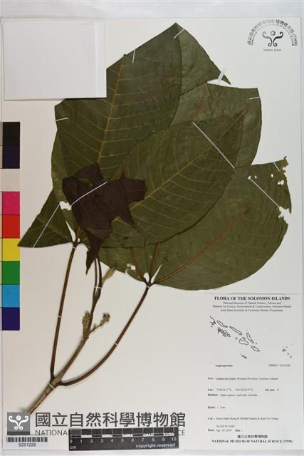 登錄號:S201228藏品圖，第1張