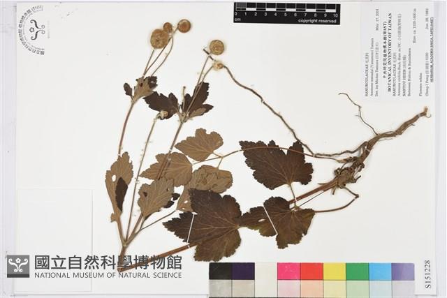 登錄號:S151228藏品圖，第1張