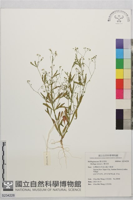 粟米草藏品圖，第1張