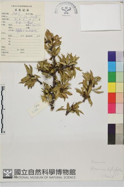 薄葉鼠李藏品圖，第1張