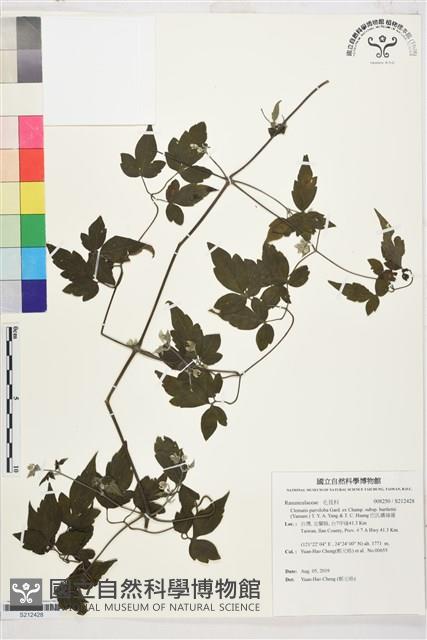 Accession Number:S212428 Collection Image