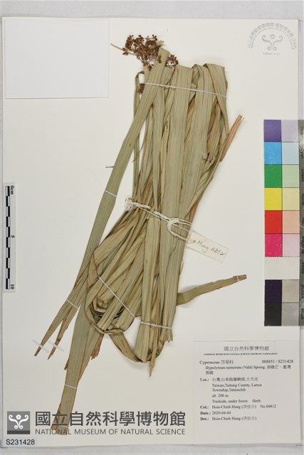 割雞芒、臺灣割雞藏品圖，第1張