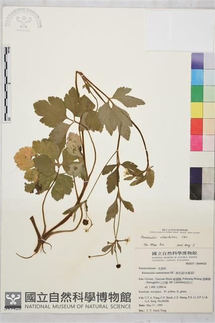 鉤柱毛茛藏品圖，第1張