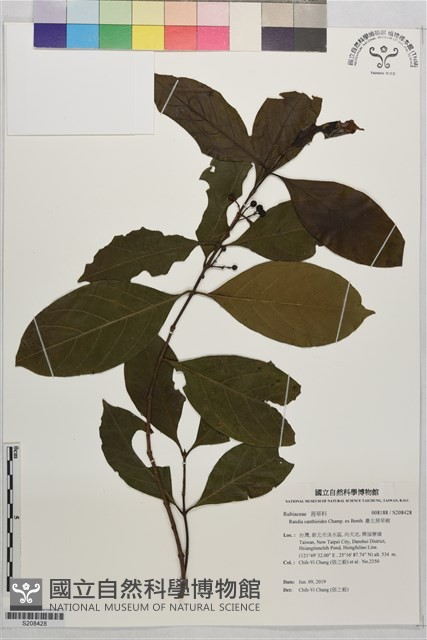 臺北茜草樹藏品圖，第1張