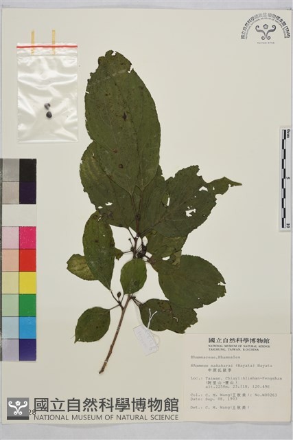 中原氏鼠李藏品圖，第2張