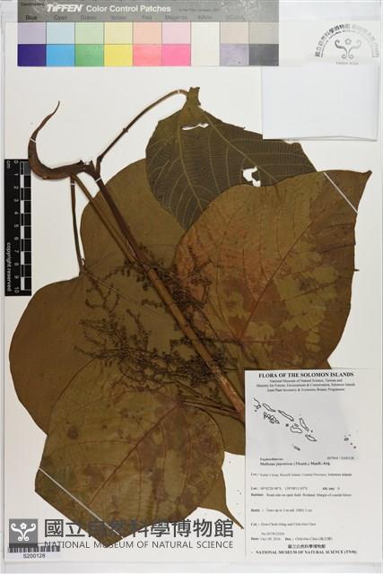 野桐藏品圖，第1張