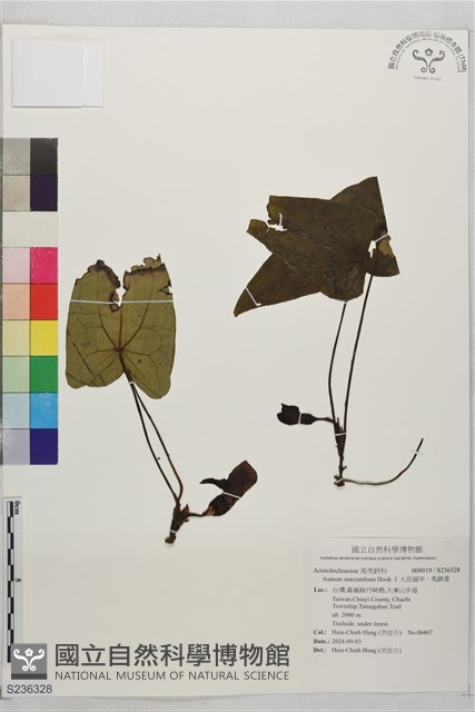 大花細辛、馬蹄香藏品圖，第1張